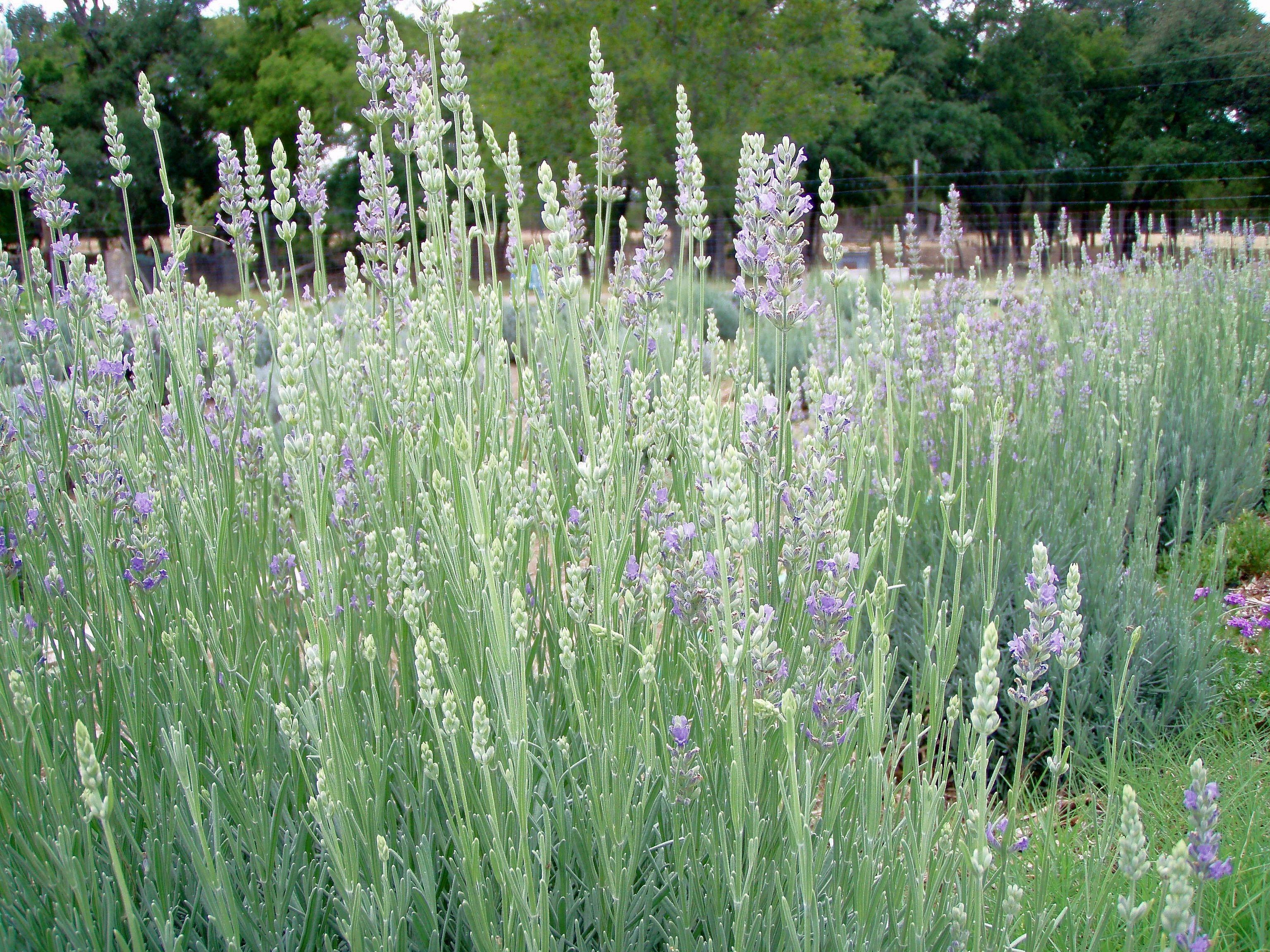 Photo Credit: Texas Lavender Association